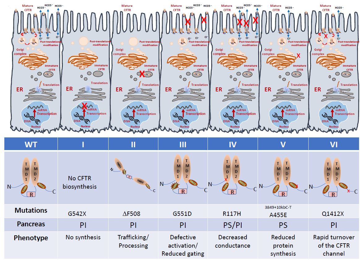 Structure-Function Relationships of CFTR in Health and